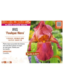 IRIS (germanica) Foulque Nera