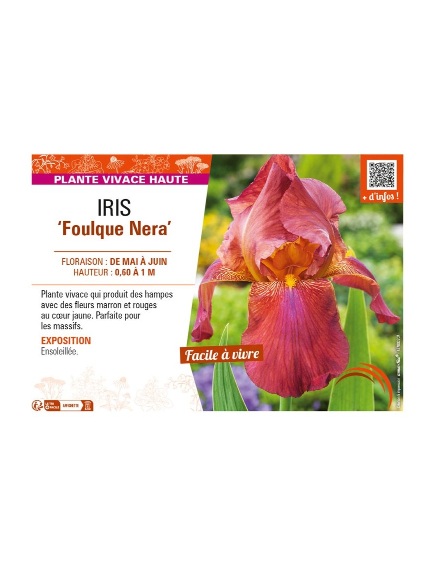 IRIS (germanica) Foulque Nera