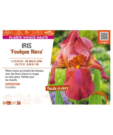 IRIS (germanica) Foulque Nera