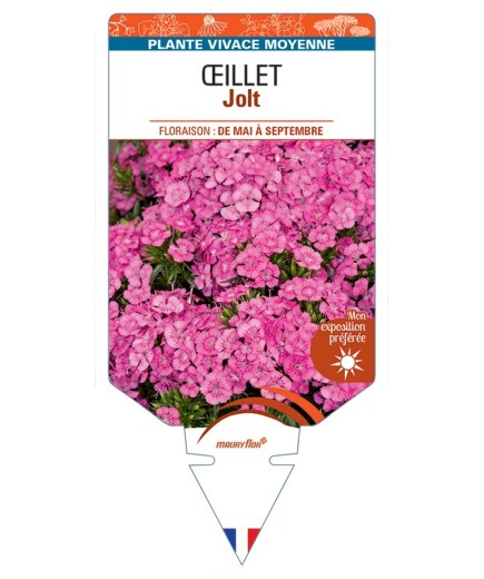 DIANTHUS x barbatus voir Œillet Jolt