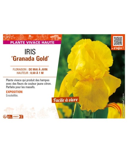 IRIS (germanica) Granada Gold
