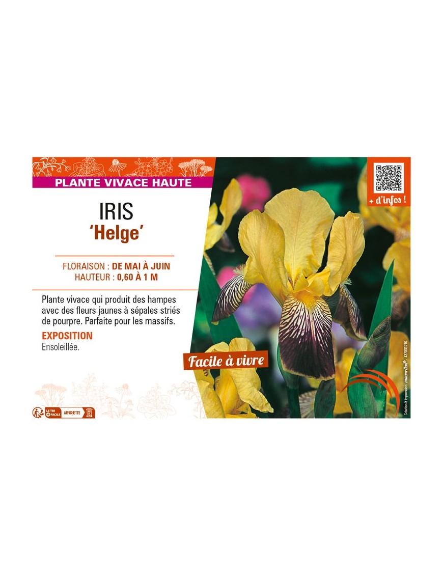 IRIS (germanica) Helge