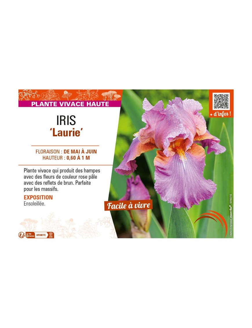 IRIS (germanica) Laurie