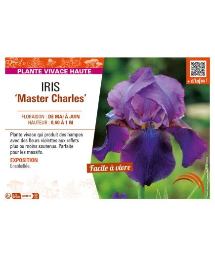 IRIS (germanica) Master Charles