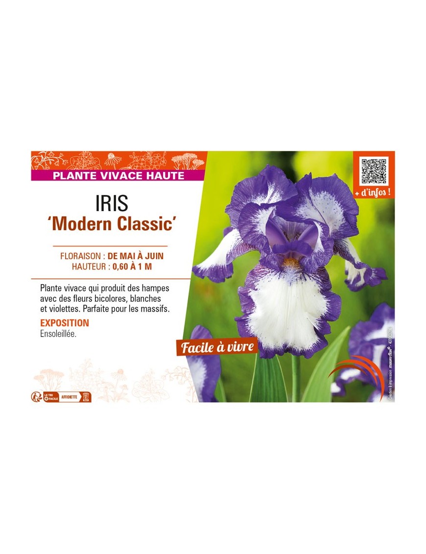 IRIS (germanica) Modern Classic
