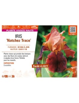 IRIS (germanica) Natchez Trace