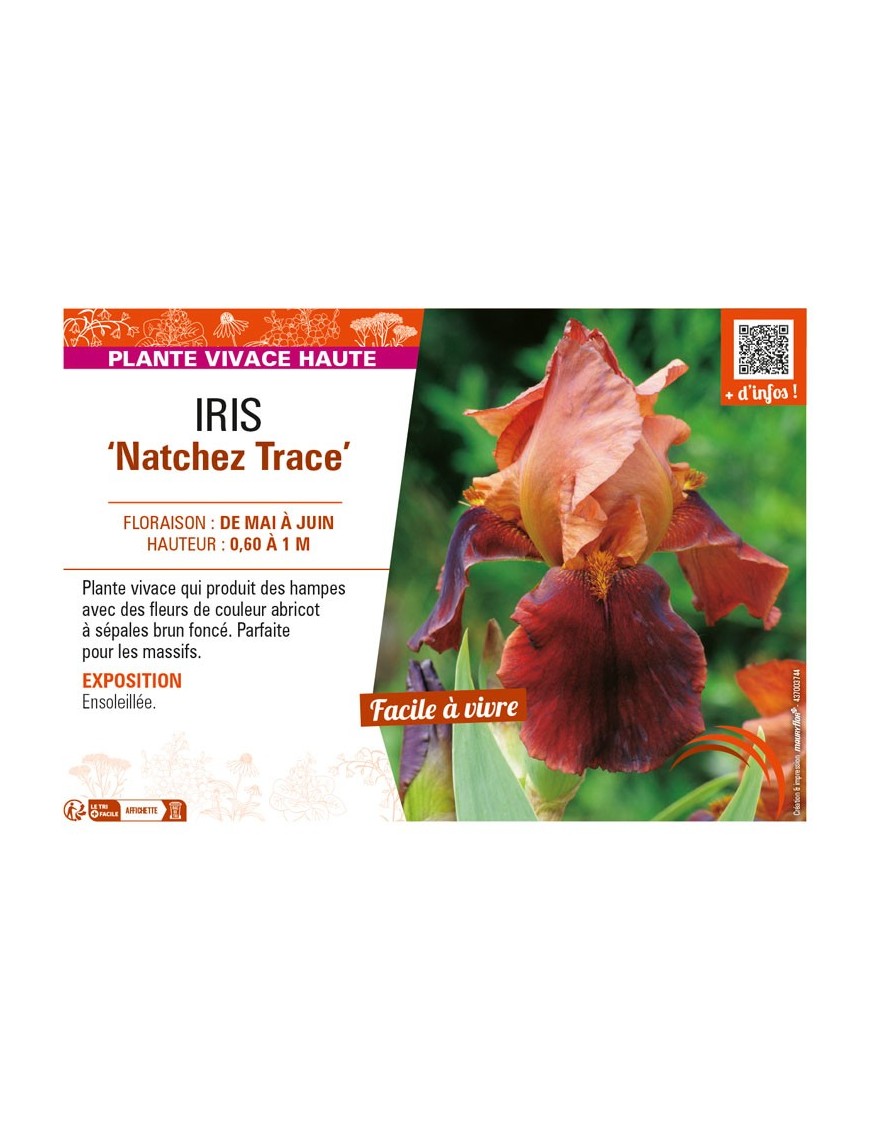 IRIS (germanica) Natchez Trace