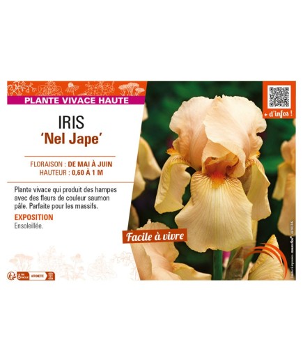 IRIS (germanica) Nel Jape