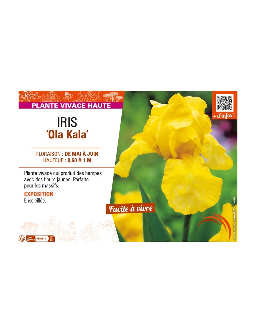 IRIS (germanica) Ola Kala