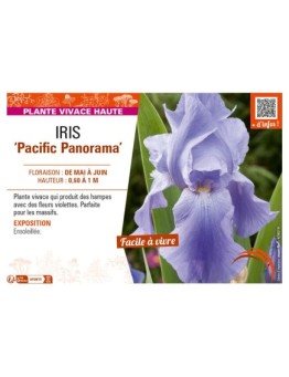IRIS (germanica) Pacific Panorama