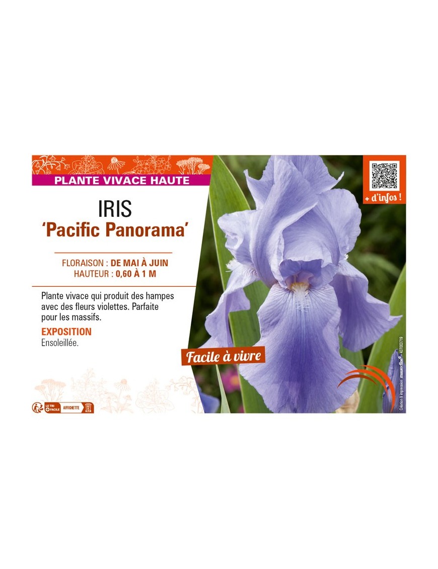 IRIS (germanica) Pacific Panorama