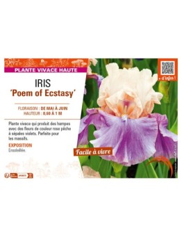 IRIS (germanica) Poem of Ecstasy
