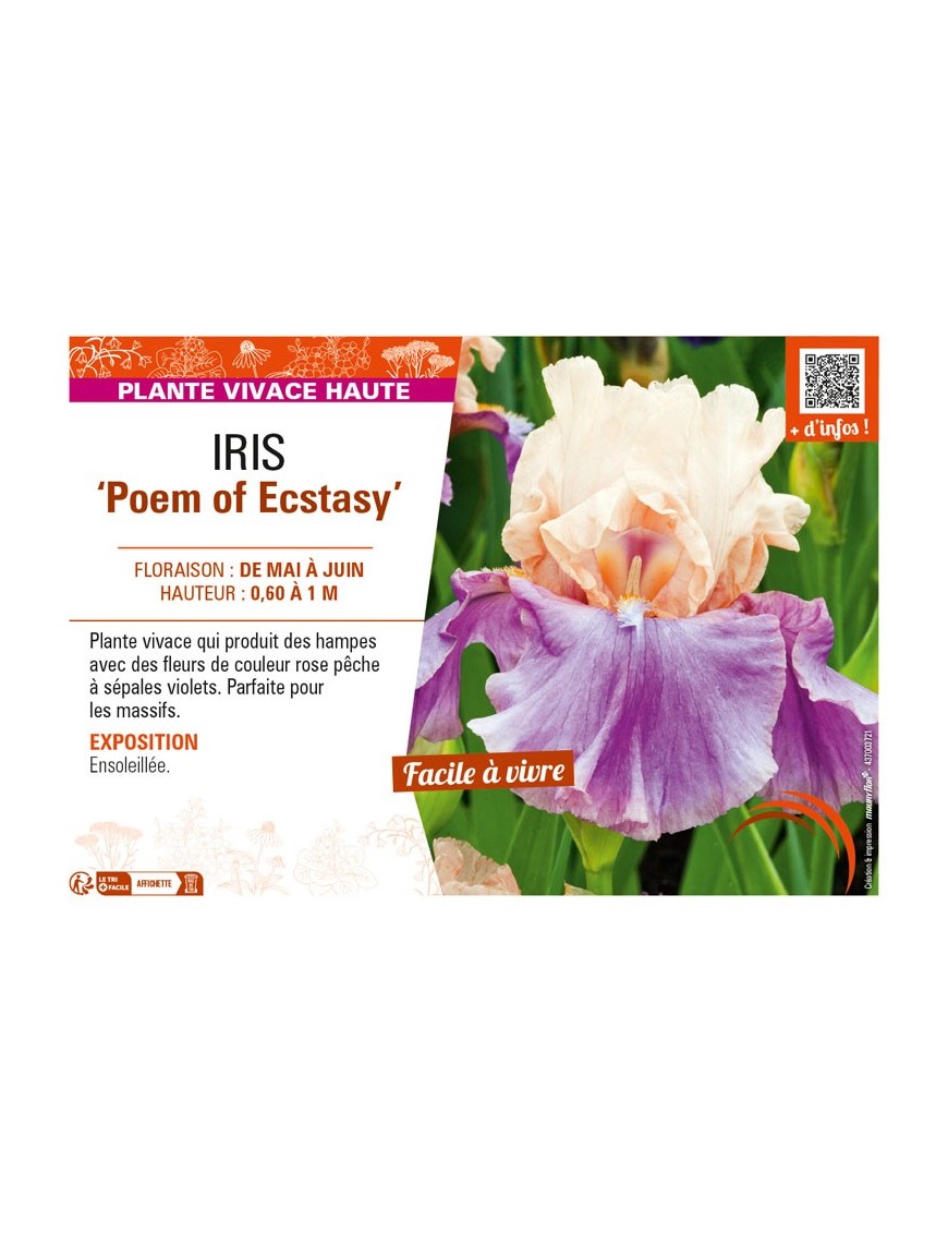 IRIS (germanica) Poem of Ecstasy