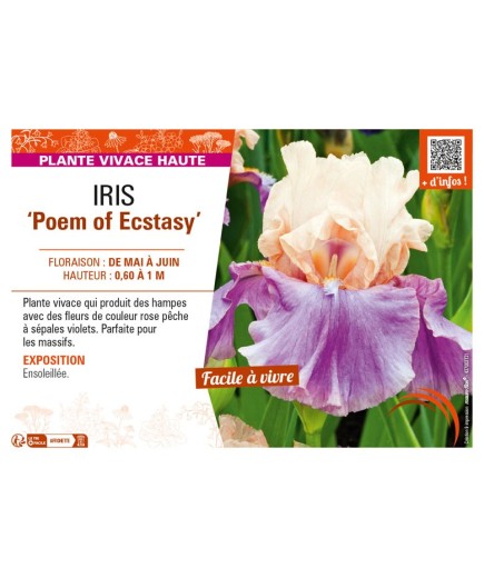 IRIS (germanica) Poem of Ecstasy