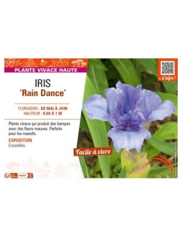IRIS (germanica) Rain Dance