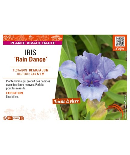 IRIS (germanica) Rain Dance