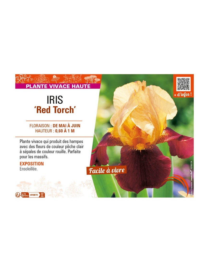 IRIS (germanica) Red Torch