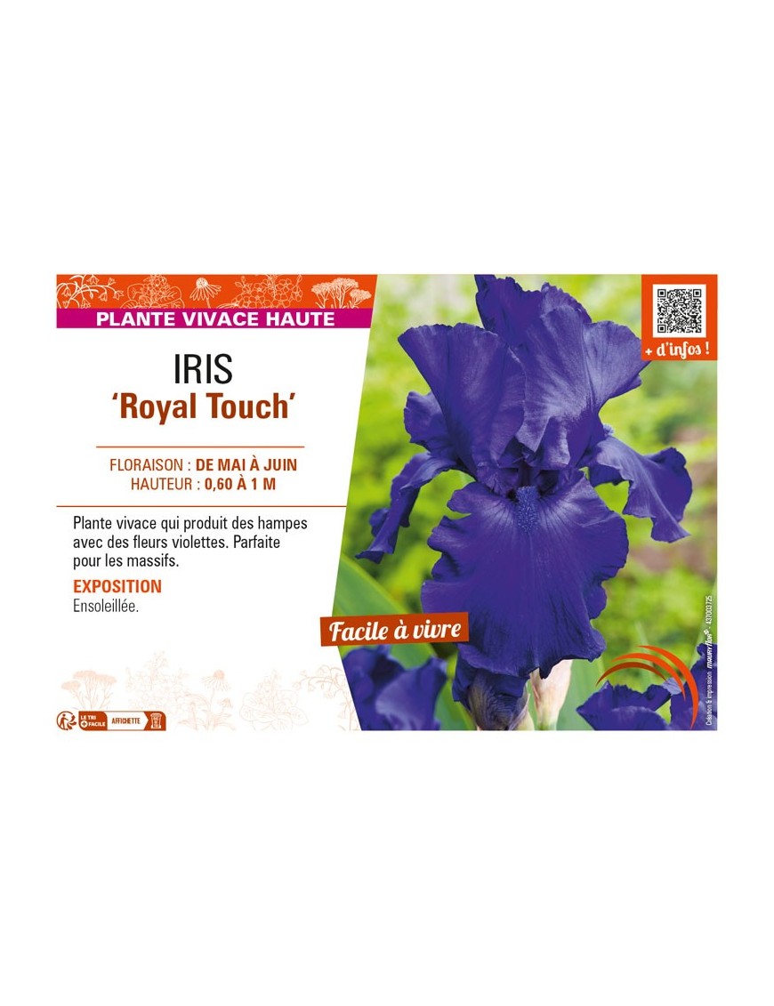 IRIS (germanica) Royal Touch