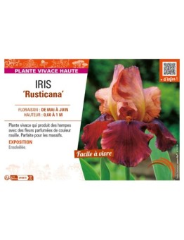 IRIS (germanica) Rusticana