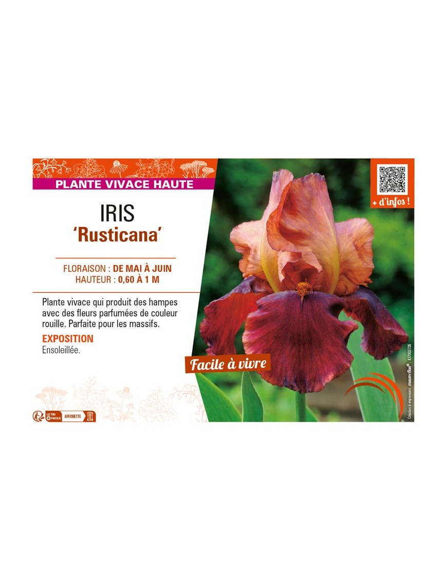 IRIS (germanica) Rusticana