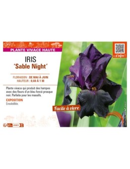 IRIS (germanica) Sable Night