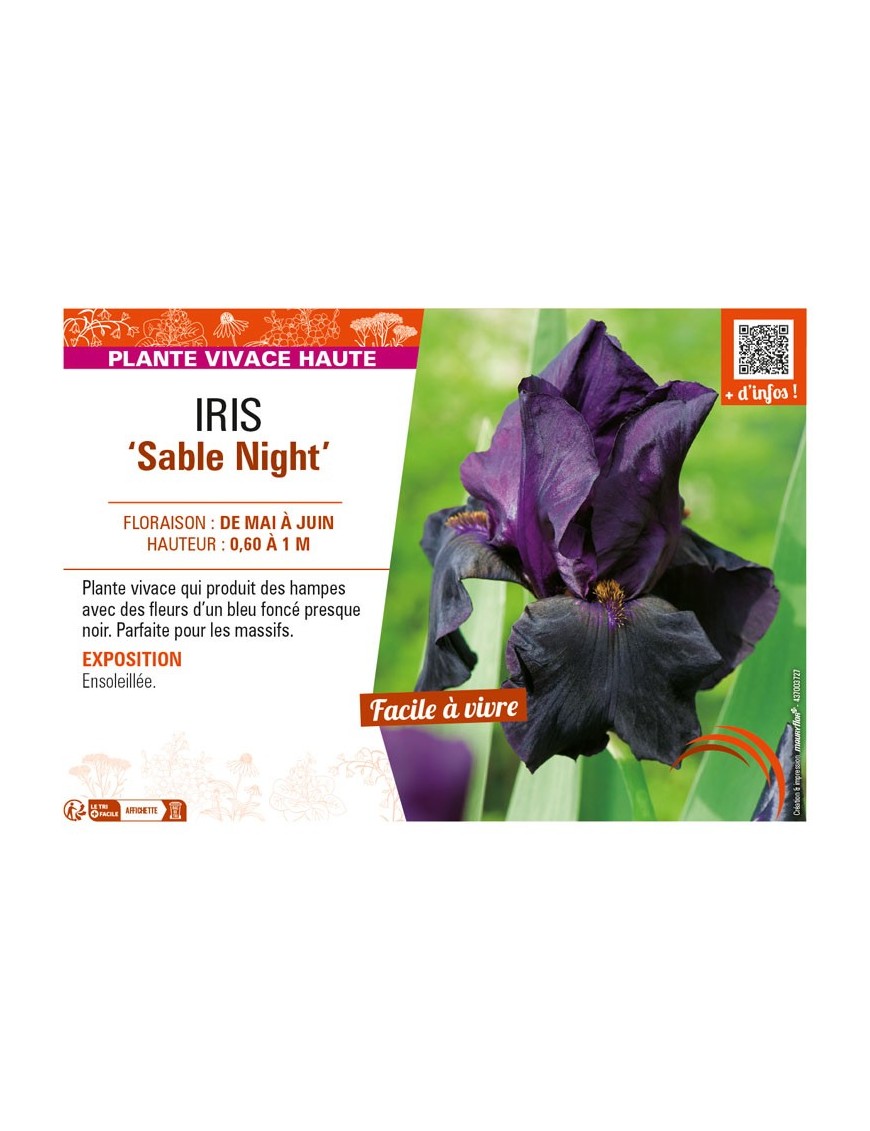IRIS (germanica) Sable Night