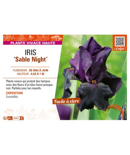 IRIS (germanica) Sable Night