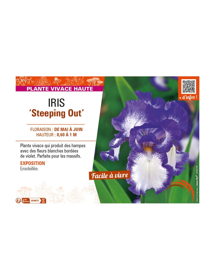 IRIS (germanica) Steeping Out