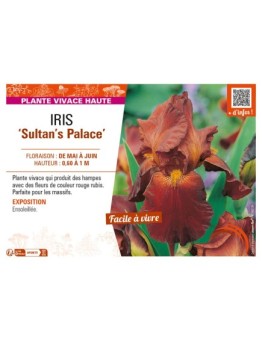 IRIS (germanica) Sultan's Palace