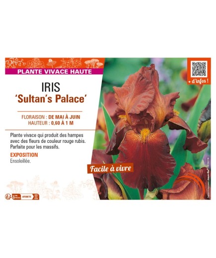 IRIS (germanica) Sultan's Palace