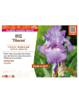 IRIS (germanica) Tiburon