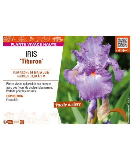 IRIS (germanica) Tiburon