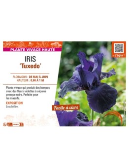 IRIS (germanica) Tuxedo