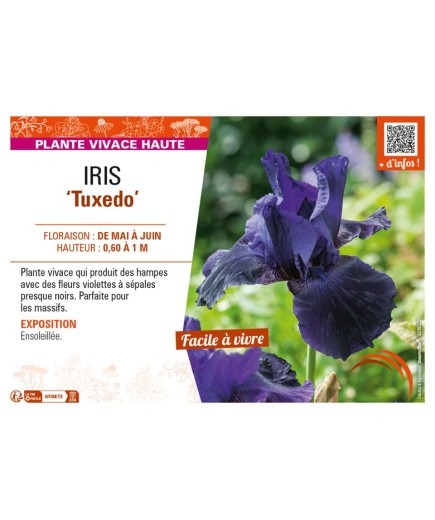 IRIS (germanica) Tuxedo