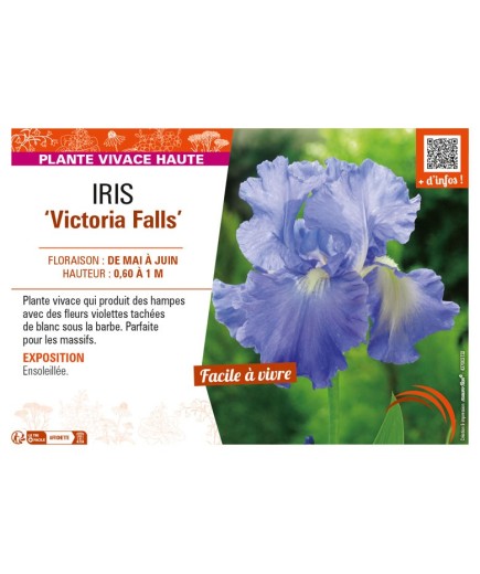 IRIS (germanica) Victoria Falls