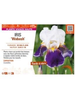 IRIS (germanica) Wabash