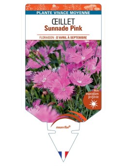 DIANTHUS x superbus Sunnade Pink voir Œillet