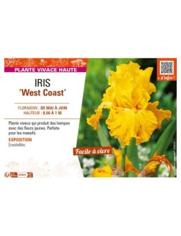 IRIS (germanica) West Coast