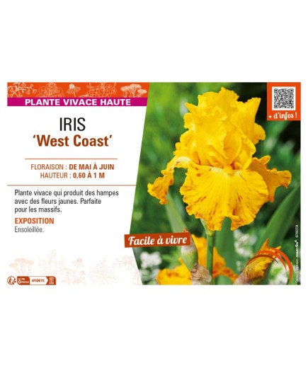 IRIS (germanica) West Coast