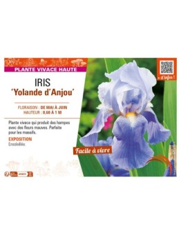 IRIS (germanica) Yolande d'Anjou