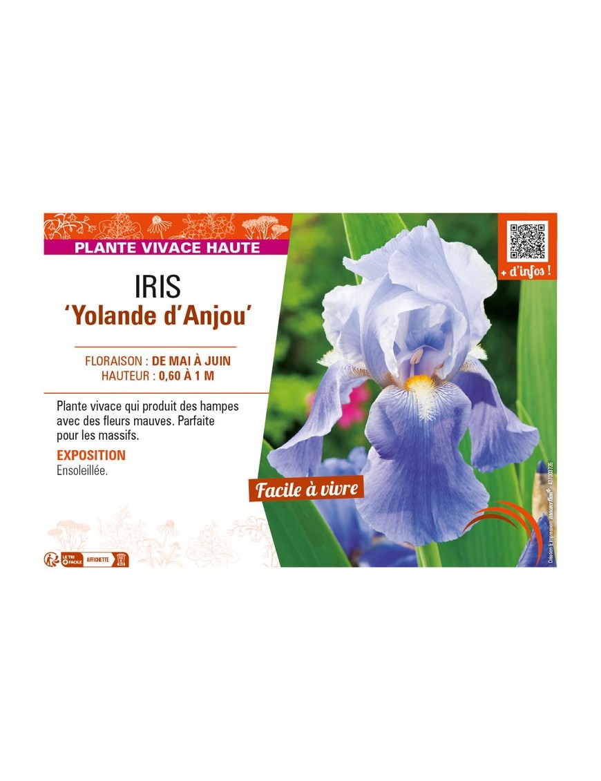 IRIS (germanica) Yolande d'Anjou