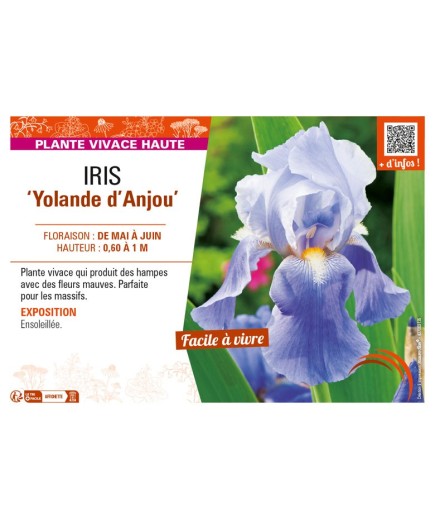 IRIS (germanica) Yolande d'Anjou