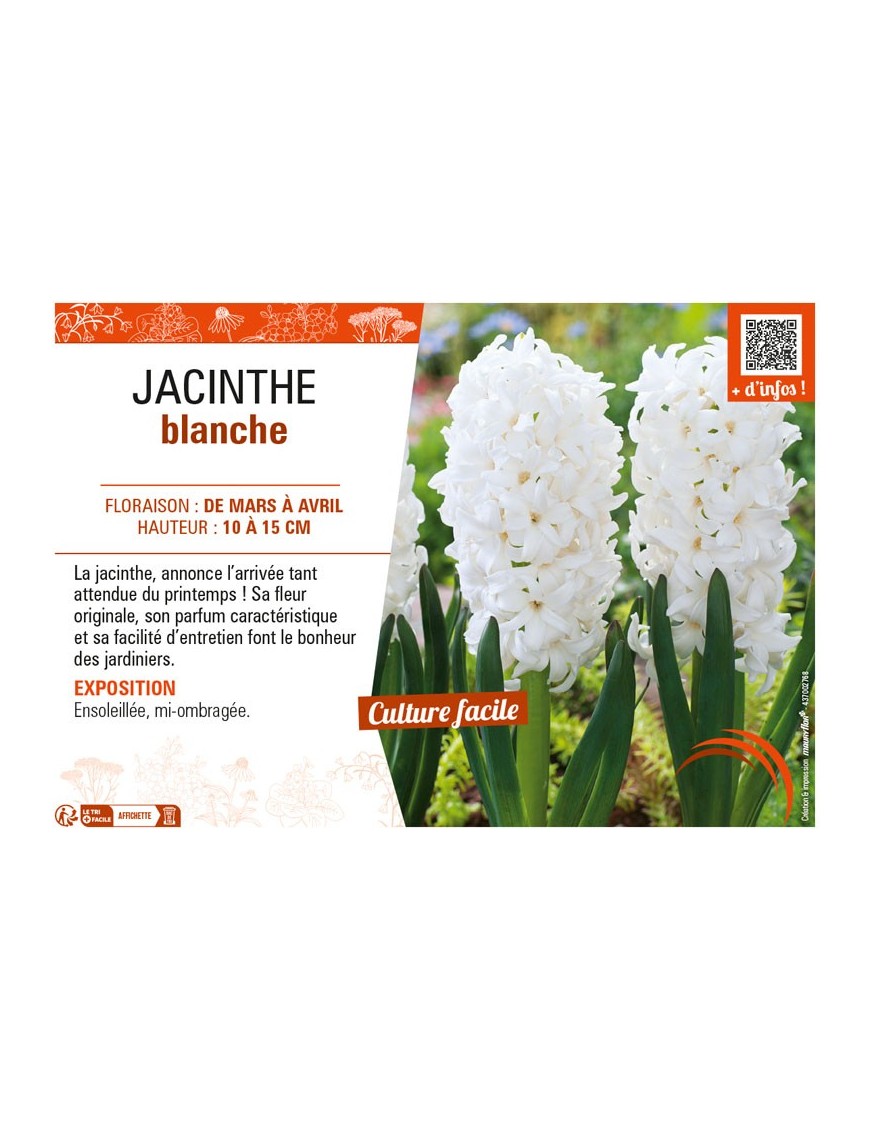 JACINTHE BLANCHE