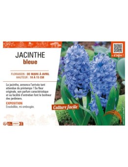 JACINTHE BLEUE