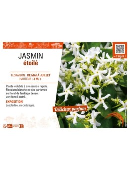JASMIN ÉTOILÉ