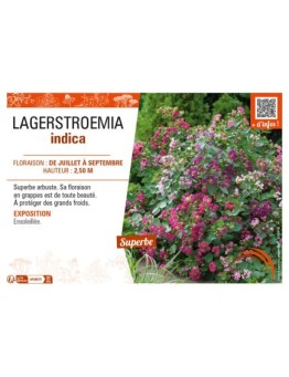 LAGERSTROEMIA indica