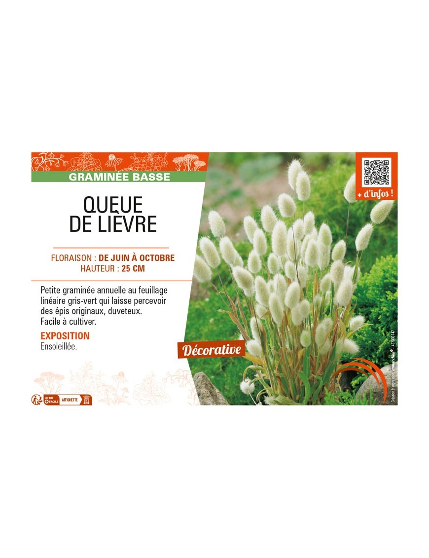 LAGURUS ovatus voir QUEUE DE LIÈVRE