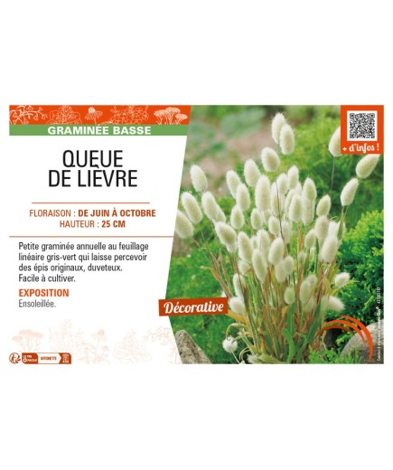 LAGURUS ovatus voir QUEUE DE LIÈVRE