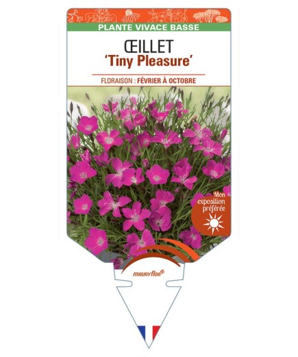 DIANTHUS x superbus voir Œillet Tiny Pleasure