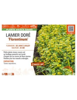 LAMIASTRUM galeobdolon Florentinum VOIR LAMIER DORÉ